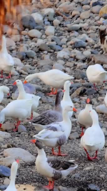 Nehir Kıyısı Kazlarla Dolup Taşıyor Sakin Bir Gösteri Nehirlerde Akın — Stok video