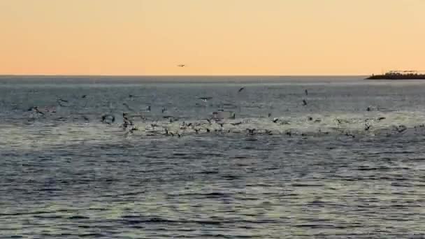 고요한 장면에 Seagulls 미끄러지는 갈매기 Seagulls 평화롭고 장엄한 바다에 — 비디오