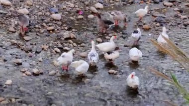 Nehir kıyısındaki evcil hayvanlar gibi kazlar, kırsal yaşamı temsil ediyor. Evcil hayvanlar, özellikle kazlar, nehir kenarındaki ambiyansı arttırır. Nehir boyunca evcil hayvanların, kazların huzurlu manzarası.. 