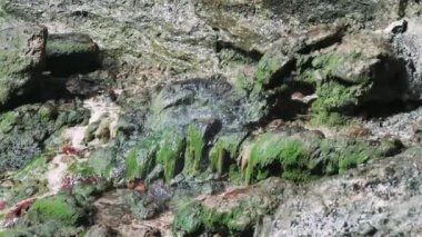 Yeşil yosun kaplı taşların üzerine düşen su damlalarının yakın çekim videosu. Canlı yosun, su damlası etkileşimi. Büyüleyici yosun, su damlası görüntüsü. Sakin yosun manzarası, kayaların üzerine su damlası..