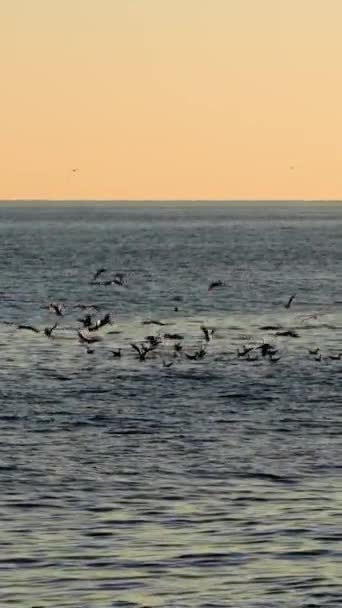 Seagull Flock Soaring Sea Sunset Creating Serene Scene Seagulls Glide — Stock Video