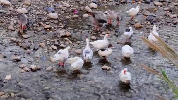 Geese Κατοικίδια Ζώα Στην Όχθη Του Ποταμού Που Αντιπροσωπεύουν Την — Αρχείο Βίντεο