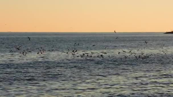 일몰에 떠다니는 Seagull 고요한 장면을 만드는 Seagulls 평온한 황혼에 우아하게 — 비디오