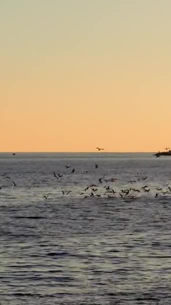Seagulls Circle Sea Sunset Seaside Town Seaside Town Backdrop Seagulls — Stock Video