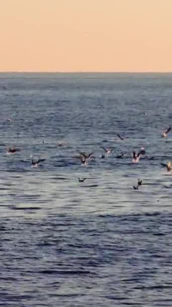 Seagulls Dusk Ambiance Gracefully Soar Calm Sea Sunset Sea Seagulls — Stock Video
