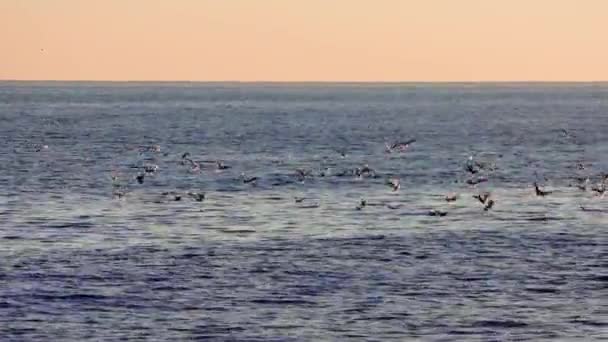 黄昏的气息 优雅地在平静的海面上翱翔 夕阳西下的大海 海鸥在飞翔 宁静的景象 朦胧的大海 海鸥翩翩起舞 平静的海滨氛围 高质量的4K镜头 — 图库视频影像