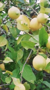 Meyve bahçesinde olgunlaşmış limonlar sağlıklı yaşam tarzını sembolize ediyor. Sağlıklı yaşam tarzı için ağaçta taze, sarı turunçgil meyveleri. Sağlıklı yaşam tarzı temaları için ideal, güneş ışığında doğal limon mahsulleri.