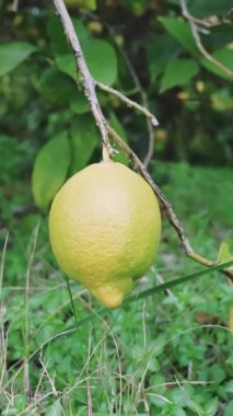 Güneşli olgun limon. Mutfak lezzetleri için ideal. Canlı olgun limon asma, lezzetli içecekler ve tatlılar için mükemmel. Dalların üzerinde taze limon. Mutfaktaki marinaları süslemek için mükemmel..