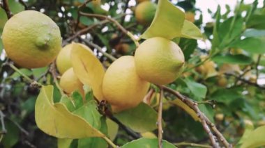 Güneş ışığında canlı limonlar asmak, aşçılık için ideal. Bahçeye limon asmak, içkiler ve tatlılar için mükemmel. Taze limonlar, garnitürler ve marinalar için harika. Yüksek kalite 4k görüntü