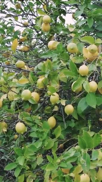 Citrons Mûrs Dans Verger Agrumes Mettant Valeur Agriculture Durable Soin — Video