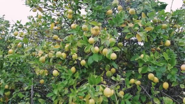 Citrons Mûrs Dans Verger Agrumes Mettant Valeur Agriculture Durable Soin — Video