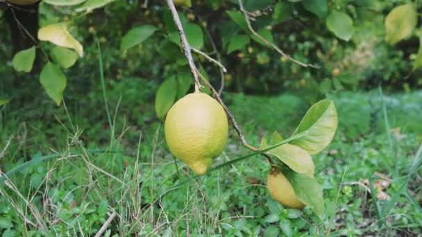 Citron Mûr Ensoleillé Idéal Pour Les Délices Culinaires Vibrant Citron — Video