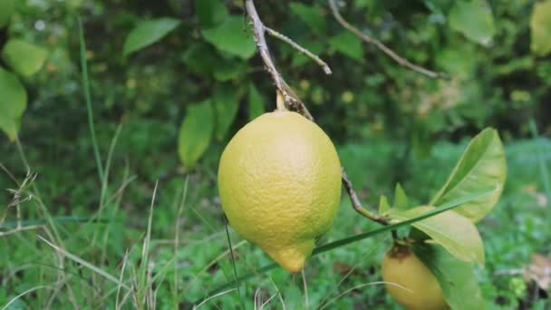 日干しジューシーなレモンは 料理料理を強化するのに最適です 枝にぶら下がる活気のあるジューシーなレモンは 風味豊かなレシピに最適です 庭園ジューシーなレモンは 飲み物 デザートにゼストを追加するのに最適です — ストック動画