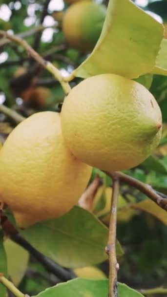 Citrons Suspendus Vibrants Lumière Soleil Idéal Pour Usage Culinaire Pendaison — Video