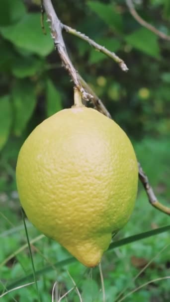Citron Juteux Trempé Soleil Idéal Pour Mettre Valeur Les Plats — Video