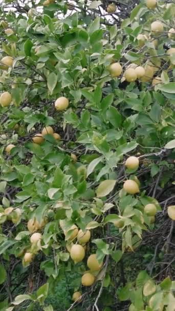 Árbol Limón Mostrando Cultivo Orgánico Árbol Limón Saludable Con Frutas — Vídeos de Stock