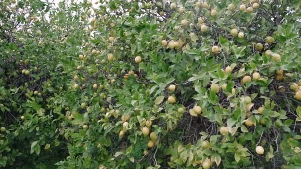 Árbol Limón Mostrando Cultivo Orgánico Árbol Limón Saludable Con Frutas — Vídeos de Stock