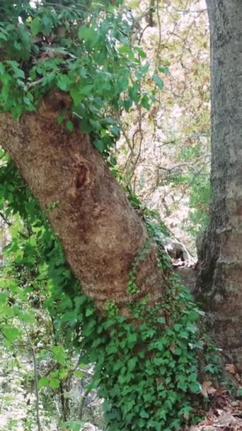 Tronco Árvore Antiga Floresta Envolto Por Hera Árvore Coberta Hera — Vídeo de Stock