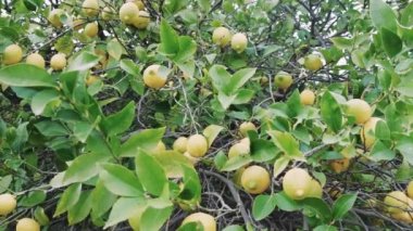 Sağlıklı yaşam tarzı için taze, olgun limonlar. Meyve bahçesinde sarı turunçgiller sağlıklı yaşam tarzını simgeliyor. Sağlıklı yaşam tarzı için mükemmel, bahçedeki doğal limon ağaçları..