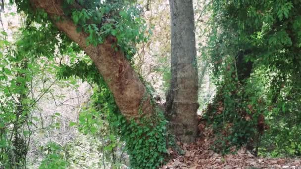 古代の木は アイビーに囲まれた森にトランクされています アイビー クライドの木 森の光景 葉が織り交ぜられています 古い木のトランク 葉っぱと緑を抱擁するアイビーの森のシーン 高品質の4K映像 — ストック動画
