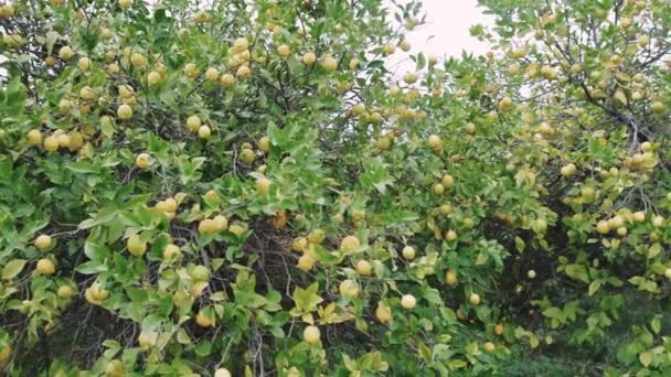 Cultivo Ecológico Limoneros Que Muestra Agricultura Sostenible Ramas Limoneros Con — Vídeos de Stock