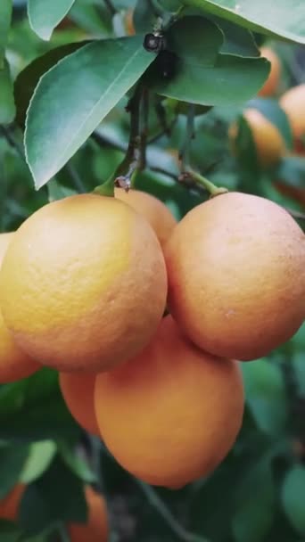 Manojo Rico Vitaminas Limones Maduros Árbol Ideal Para Una Alimentación — Vídeos de Stock