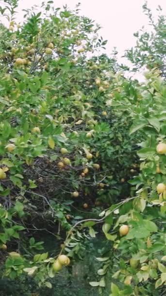 Спелые Лимоны Цитрусовом Саду Демонстрирующие Органическое Земледелие Устойчивый Уход Цитрусовыми — стоковое видео
