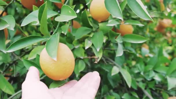 Organik Gıda Hazırlığı Için Olgun Limon Topluyor Bahçedeki Limon Ağacı — Stok video