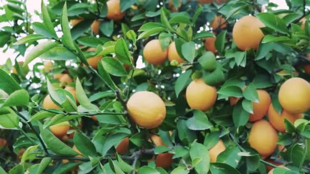 나무에 레몬의 클로즈업 고요한 가지가 흔들리고 과일로 있습니다 평화로운 성숙한 — 비디오