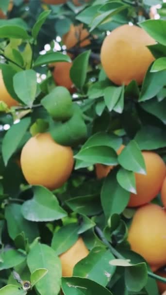 Gros Plan Citrons Mûrs Sur Citronnier Cadre Naturel Serein Les — Video