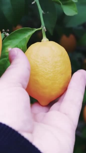 健康的な食事 農場の新鮮さ 健康的なライフスタイルのための熟したレモンを収穫します 庭のレモンツリー 健康的な食事と農場生活のシンボル 健康的なライフスタイルの農場のテーブルに手摘みの柑橘類 — ストック動画