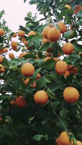 Limones Maduros Árbol Granja Orgánica Ideal Para Dieta Vegetariana Deleite — Vídeos de Stock