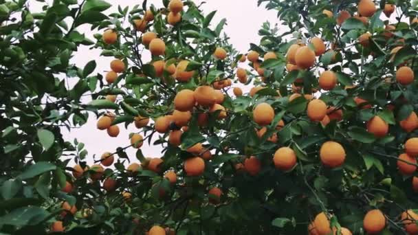 有機農場の木にレモンを拭き ベジタリアンダイエットに最適です ベジタリアンは新鮮なレモンでオーガニック農場で喜んでいます 有機農場のレモンで健康的な食事 ベジタリアンライフスタイルに最適 — ストック動画