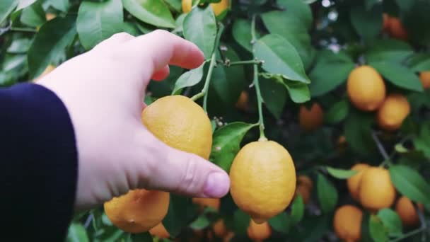 Vejetaryen Yiyecekler Için Olgun Limon Hasadı Bahçeden Taze Turunçgiller Yapımı — Stok video
