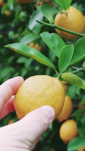 持続可能な庭の緑の木から熟したレモンを手に入れる 熟したレモンのエコフレンドリーな収穫 有機農業を紹介しています クローズアップ 熟したレモン収穫 緑の環境で手で — ストック動画