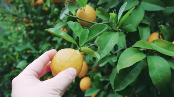 Hand Picking Ripe Lemon Lush Tree Sustainable Garden Eco Friendly — Stock Video