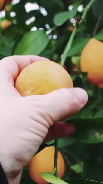 Reife Zitronenernte Von Menschenhand Bio Garten Umweltfreundliche Zitronenbaumernte Reife Zitrone — Stockvideo