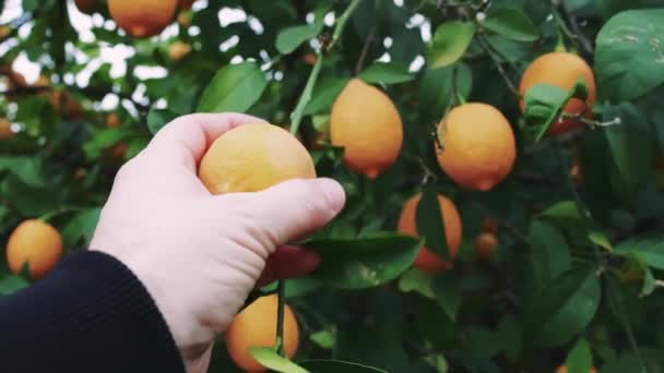 Récolte Citron Mûr Main Humaine Dans Jardin Biologique Récolte Écologique — Video