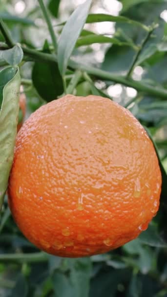 Primo Piano Frutta Matura Biologica Albero Perfetta Alimentazione Sana Vetrine — Video Stock