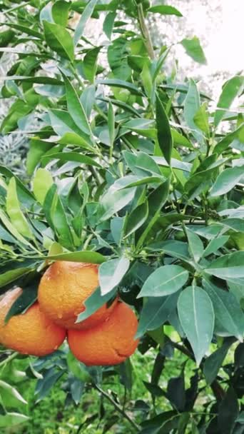 Ett Gäng Mogna Apelsiner Träd Rika Vitamin Citrusfruktträdgård Idealisk För — Stockvideo