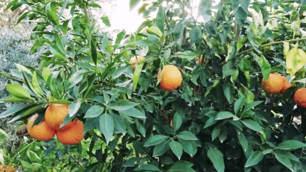 Ağaçta Olgun Portakallar Vitamin Açısından Zengin Narenciye Bahçesinde Vitaminli Meyveleri — Stok video