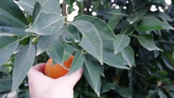 閉じる 家の手は木から熟したオレンジを拾います 健康的な食べ物に最適です オレンジ 熟した 自然食品の本質 ハンドプルック熟したオレンジ 新鮮さのシンボル 高品質の4K映像 — ストック動画