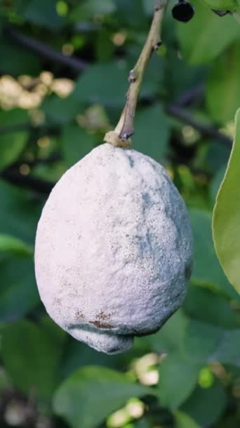 Limão Coberto Com Mofo Árvore Mostrando Interação Fúngica Limão Destaques — Vídeo de Stock