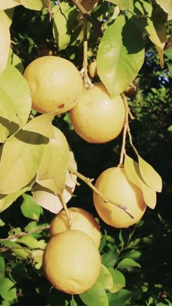 熟したレモンのブーケ 日光のレモンの木 パイプ レモンの木 黄金の果実が付いているラデン 鮮やかな柑橘類で満たされた熟したレモンの木を特徴とする日焼けした庭園 高品質の4K映像 — ストック動画