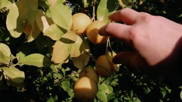 Primer Plano Recolección Mano Madura Limón Destacando Cultivo Orgánico Hombre — Vídeo de stock