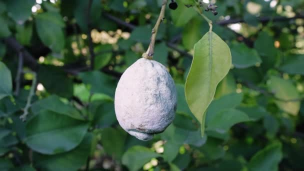 Limon Ağaçta Küfle Kaplı Mantar Limon Etkileşimini Gösteriyor Mantarı Plana — Stok video