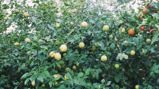 Olgun Narenciye Limon Ağacı Portakal Ağacı Gösteriler Narenciye Limon Ağacı — Stok video