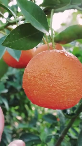 Primer Plano Los Hombres Recogen Mano Naranja Madura Fresca Jugosa — Vídeo de stock