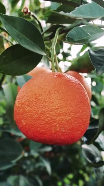 熟したオレンジのクローズアップは 木に贈り物をします 熟したオレンジ色のバウンティを展示するのに最適です 熟したオレンジ色の理想的な描写は 健康的な農産物を生み出します 高品質の4K映像 — ストック動画