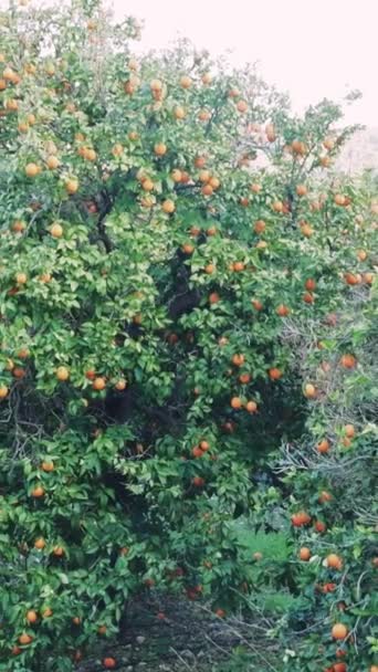 多汁的成熟橙子栖息在阳光充足的桔树中 展示了在繁茂的桔树中明显可见的宁静果园中有机耕作的生机勃勃的桔树 高质量的4K镜头 — 图库视频影像